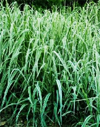 標(biāo)題：紫羊茅
瀏覽次數(shù)：3278
發(fā)表時間：2017-11-02