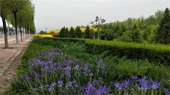 標題：張家口經(jīng)開區(qū)秋季清水河生態(tài)綠廊建
瀏覽次數(shù)：2418
發(fā)表時間：2020-10-16