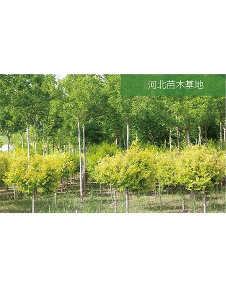 標題：苗木基地
瀏覽次數(shù)：2257
發(fā)表時間：2020-10-17