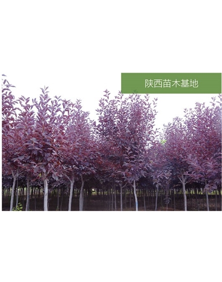 標(biāo)題：苗木基地
瀏覽次數(shù)：2274
發(fā)表時間：2020-10-17