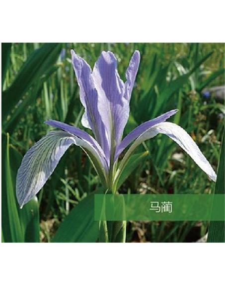標(biāo)題：地被
瀏覽次數(shù)：1755
發(fā)表時間：2020-10-17