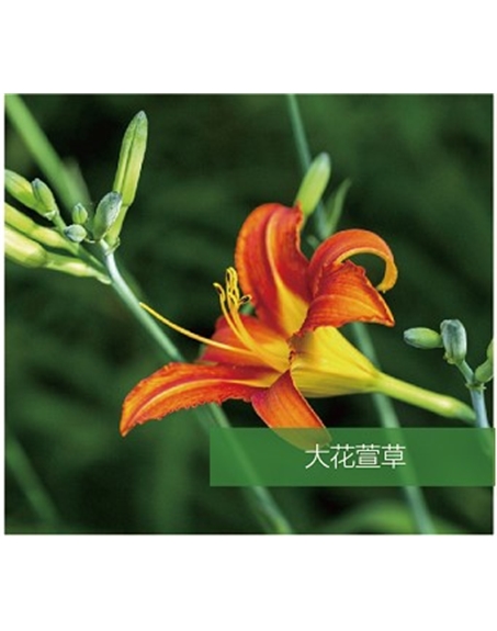 標(biāo)題：地被
瀏覽次數(shù)：1733
發(fā)表時間：2020-10-17