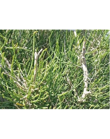 標題：名貴樹種
瀏覽次數(shù)：1759
發(fā)表時間：2020-10-17