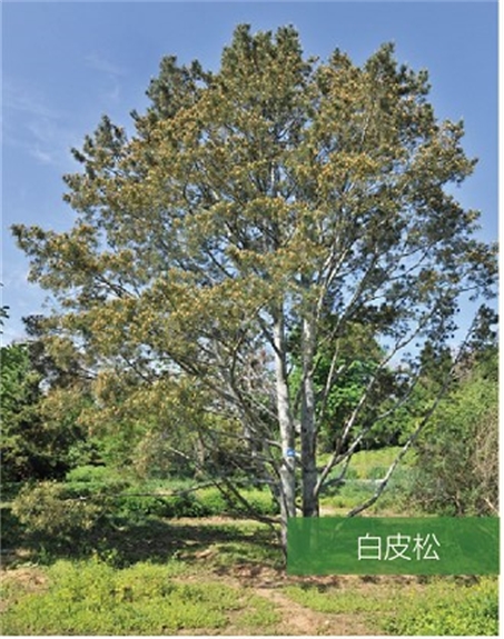 標(biāo)題：名貴樹種
瀏覽次數(shù)：2187
發(fā)表時(shí)間：2020-10-17