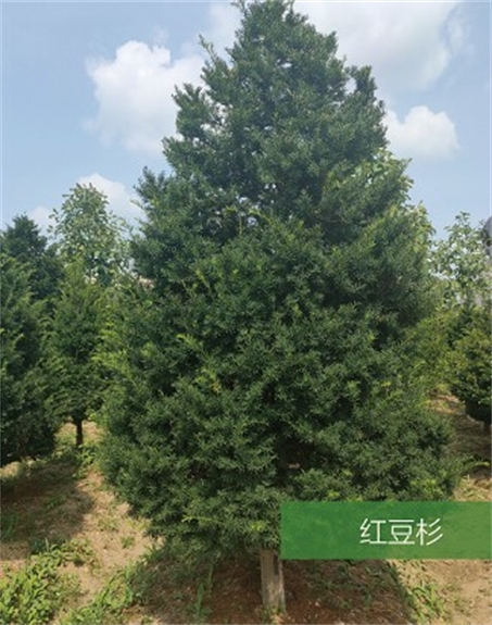 標(biāo)題：名貴樹種
瀏覽次數(shù)：2020
發(fā)表時間：2020-10-17