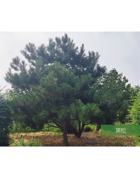 標題：名貴樹種
瀏覽次數(shù)：2208
發(fā)表時間：2020-10-17
