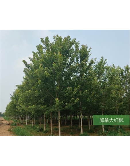 標(biāo)題：名貴樹(shù)種
瀏覽次數(shù)：1937
發(fā)表時(shí)間：2020-10-17