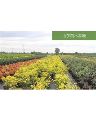 標(biāo)題：苗木基地
瀏覽次數(shù)：2298
發(fā)表時(shí)間：2020-10-17