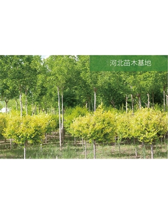 標(biāo)題：苗木基地
瀏覽次數(shù)：2255
發(fā)表時(shí)間：2020-10-17