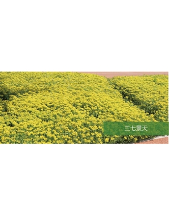 標(biāo)題：地被
瀏覽次數(shù)：2086
發(fā)表時間：2020-10-17