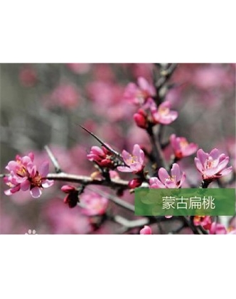 標(biāo)題：名貴樹種
瀏覽次數(shù)：1548
發(fā)表時間：2020-10-17