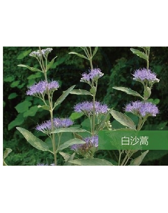 標(biāo)題：名貴樹種
瀏覽次數(shù)：1567
發(fā)表時(shí)間：2020-10-17