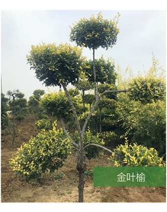 標(biāo)題：名貴樹種
瀏覽次數(shù)：1593
發(fā)表時(shí)間：2020-10-17