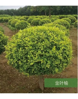 標(biāo)題：名貴樹種
瀏覽次數(shù)：1607
發(fā)表時(shí)間：2020-10-17