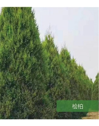 標(biāo)題：名貴樹種
瀏覽次數(shù)：1566
發(fā)表時(shí)間：2020-10-17