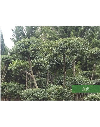 標(biāo)題：名貴樹種
瀏覽次數(shù)：1566
發(fā)表時(shí)間：2020-10-17