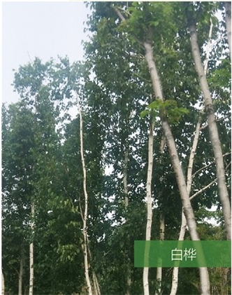 標(biāo)題：名貴樹種
瀏覽次數(shù)：1671
發(fā)表時(shí)間：2020-10-17