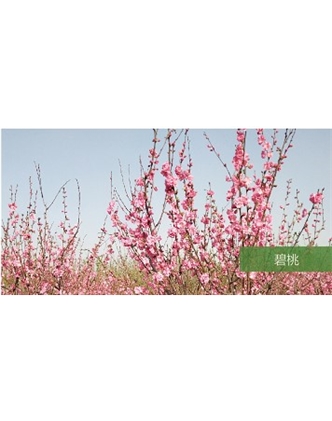 標(biāo)題：喬灌木
瀏覽次數(shù)：1554
發(fā)表時(shí)間：2020-10-17