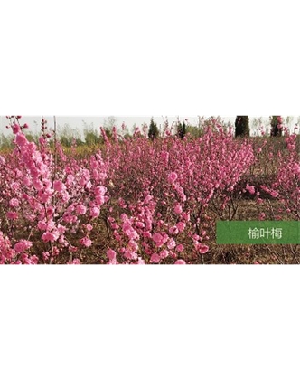 標題：喬灌木
瀏覽次數(shù)：1611
發(fā)表時間：2020-10-17