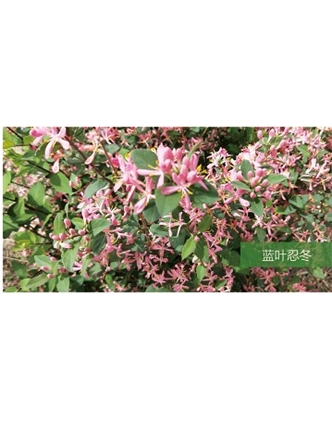 標題：喬灌木
瀏覽次數(shù)：1542
發(fā)表時間：2020-10-17
