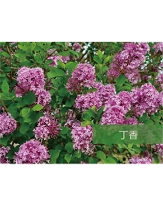 標題：喬灌木
瀏覽次數(shù)：1534
發(fā)表時間：2020-10-17