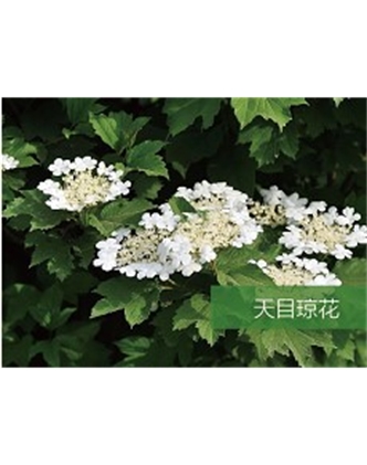 標題：喬灌木
瀏覽次數(shù)：1684
發(fā)表時間：2020-10-17