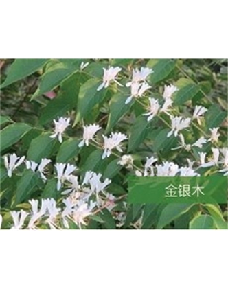 標題：喬灌木
瀏覽次數(shù)：1606
發(fā)表時間：2020-10-17