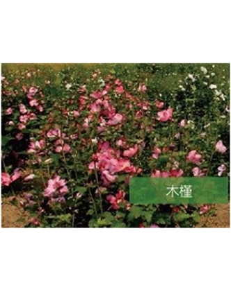 標題：喬灌木
瀏覽次數(shù)：1694
發(fā)表時間：2020-10-17