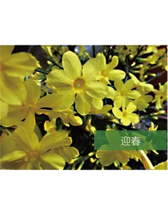 標題：喬灌木
瀏覽次數(shù)：1528
發(fā)表時間：2020-10-17