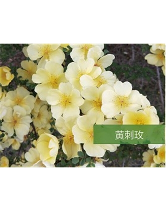 標題：喬灌木
瀏覽次數(shù)：1514
發(fā)表時間：2020-10-17
