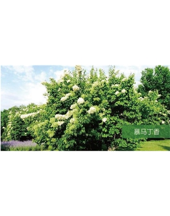 標題：喬灌木
瀏覽次數(shù)：1766
發(fā)表時間：2020-10-17
