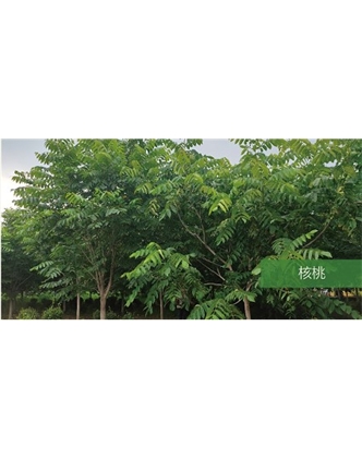標(biāo)題：喬灌木
瀏覽次數(shù)：1583
發(fā)表時間：2020-10-17