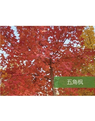 標(biāo)題：喬灌木
瀏覽次數(shù)：1657
發(fā)表時間：2020-10-17