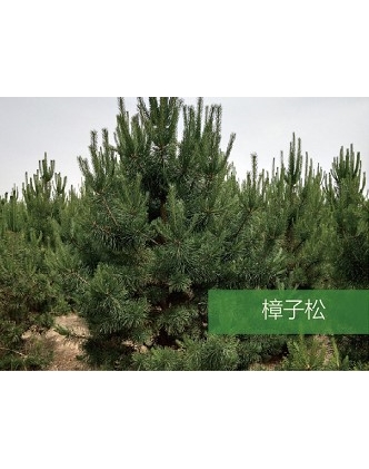 標(biāo)題：喬灌木
瀏覽次數(shù)：1694
發(fā)表時間：2020-10-17