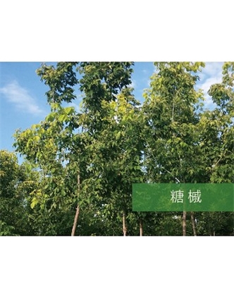 標(biāo)題：喬灌木
瀏覽次數(shù)：2316
發(fā)表時(shí)間：2020-10-17
