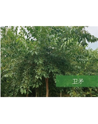 標(biāo)題：喬灌木
瀏覽次數(shù)：2215
發(fā)表時(shí)間：2020-10-17