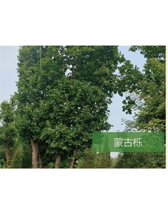 標(biāo)題：喬灌木
瀏覽次數(shù)：2301
發(fā)表時(shí)間：2020-10-17