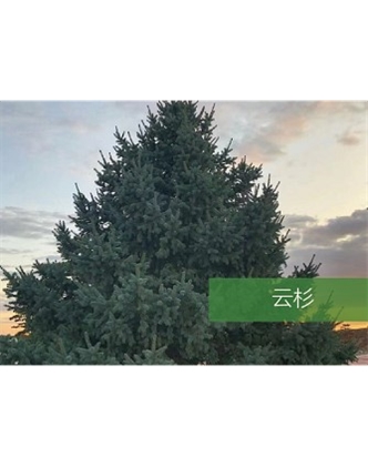 標(biāo)題：喬灌木
瀏覽次數(shù)：2329
發(fā)表時(shí)間：2020-10-17