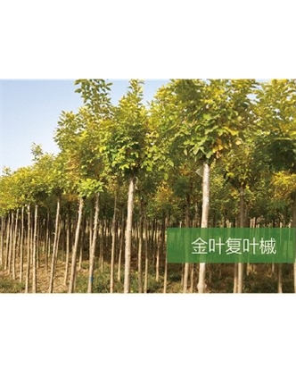 標(biāo)題：喬灌木
瀏覽次數(shù)：2137
發(fā)表時(shí)間：2020-10-17